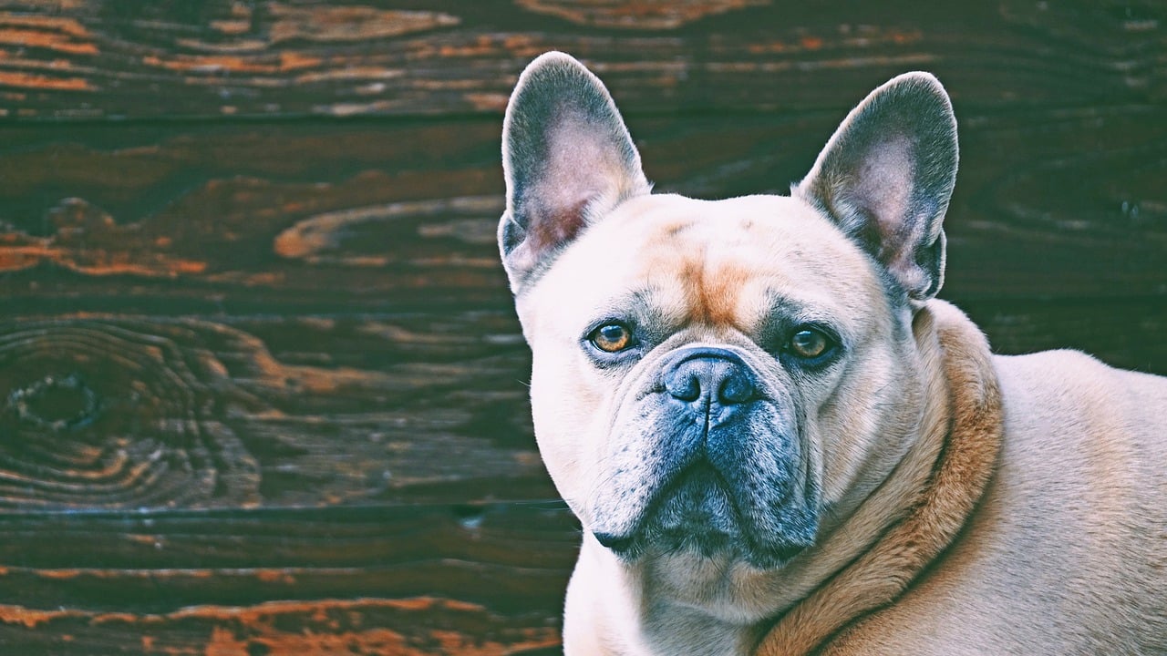How To Clean French Bulldogs Ears - TheKennelRoom